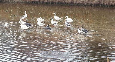Komşularının şikayetinden bıkınca, beslediği kazları doğal ortama saldı