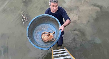 Köprü altında mahsur kalan kediyi itfaiye kurtardı