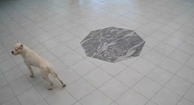 Kosova'da okula giren köpek öğrencilere saldırdı: 4 yaralı