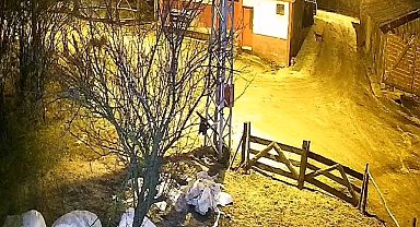 Köye inen aç kurt, köpeği yakalamaya çalıştı: O anlar kamerada