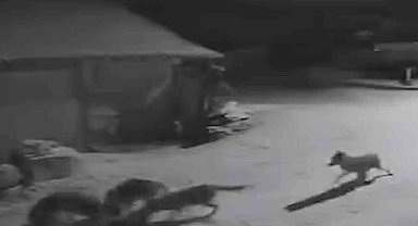 Köye inen kurtlar inek ve köpeği telef etti