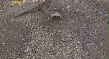 Kumla'da su samurunu elleriyle beslediler