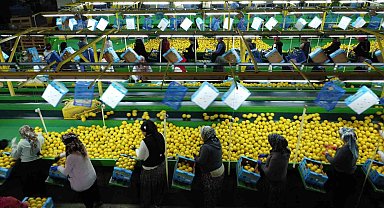 Limonda yoğun hasat dönemi: Fiyatı 6-7 TL'ye kadar düştü