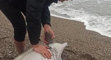 Maden işçisi balık tutmaya gittiği sahilde ölü yunus buldu