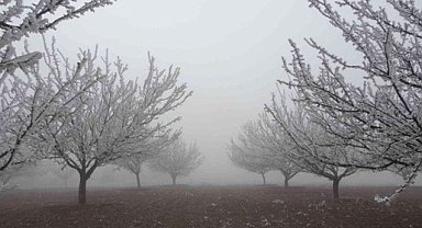 Malatya kayısı üreticilerine sis uyarısı