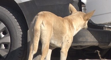 Mamak'ta köpek sürüsünün saldırdığı kadın canını zor kurtardı