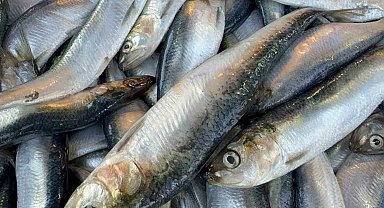 Mangal söndüren balık: Tırsi