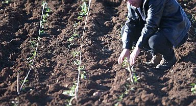 Mardin'de sahlep fidesi toprakla buluşturuldu