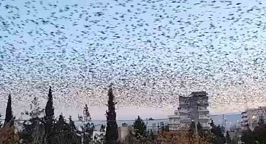 Mardin'de sığırcık kuşlarından görsel şölen