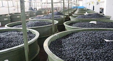 Marmarabirlik'ten zeytinci ortağa 5'inci dilim ödeme... 200 milyon TL daha hesaplara yatıyor