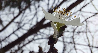 Mevsim normallerinin 4 katı sıcaklık meyve ağaçlarını çiçek açtırdı