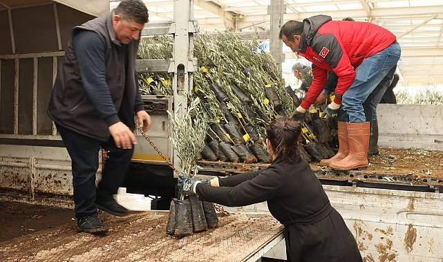 Muğla'da 20 bin zeytin fidanı toprakla buluştu