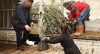 Muğla'da 20 bin zeytin fidanı toprakla buluştu