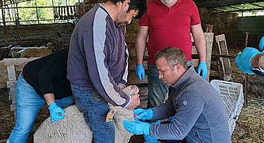 Muğla'da akabane hastalığına karşı önlemler alındı