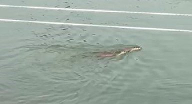 Munzur'da koruma altındaki su samurları görüntülendi