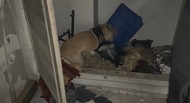 Narkotik köpeği 'Jack' suçluların peşinde
