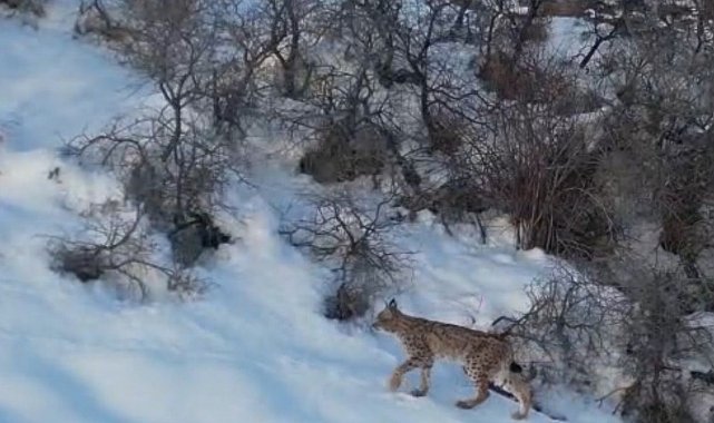 Nesli tükenme tehlikesi altında olan 'ormanın hayaleti vaşak' Bayburt'ta drone kamerasıyla görüntülendi