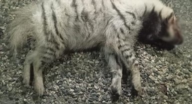 Nesli tükenme tehlikesi altındaki çizgili sırtlan öldü