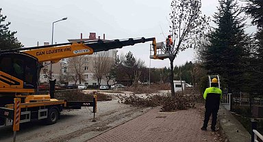 Odunpazarı'nda ağaç bakımları sürüyor