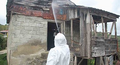 Ordu'da kahverengi kokarcaya karşı 200 bin nokta ilaçlandı