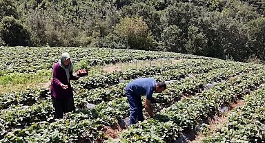 Osmaniye'de 128 haneye 6,8 milyon TL'lik tarımsal destek