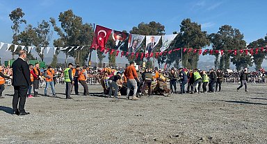 Pehlivan develer yılın ilk güreşinde İncirliova'da kozlarını paylaştı
