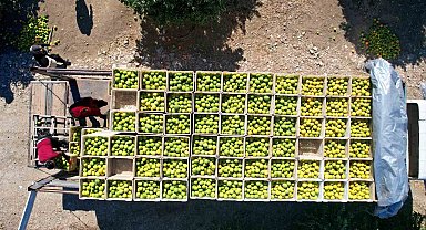 Pestisit kullanımı, tarım ürünlerini gümrükten geri gönderiyor