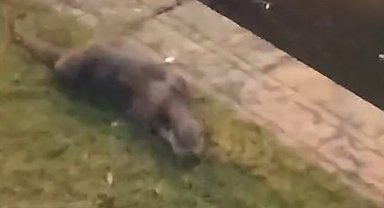 Porsuk Çayı'ndan çıkan su samuru görenleri tedirgin etti