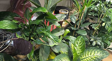 Saksı çiçeklerinde böceklenme tehlikesi