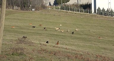 Samsun'un kırsal mahallelerinde başıboş köpek istilası: Mahalleli korku içinde