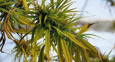 Samsun'un yeşil altınında 'tohum' ve 'elyaf' için üretim başladı