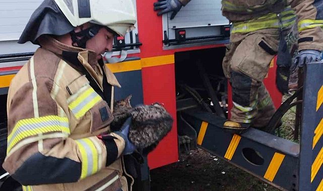 Sansardan korkup ağaca çıkan kedi kurtarıldı