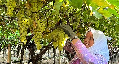 Sarıgöl'de kadın işçi yevmiyeleri 100 TL zamlandı