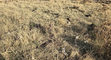 Sason'da bal ormanı oluşturuldu