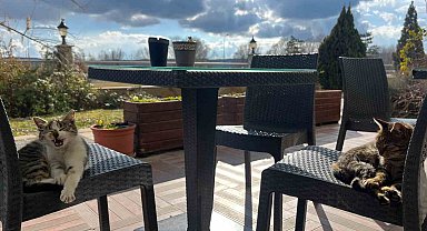 Sevimli dostlar sandalyelerde güneşli havanın keyfini çıkardı