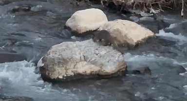 Şırnak'ta balık avlayan su samuru görüntülendi