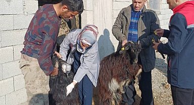 Şırnak'ta hayvan sağlığına yönelik kapsamlı çalışma