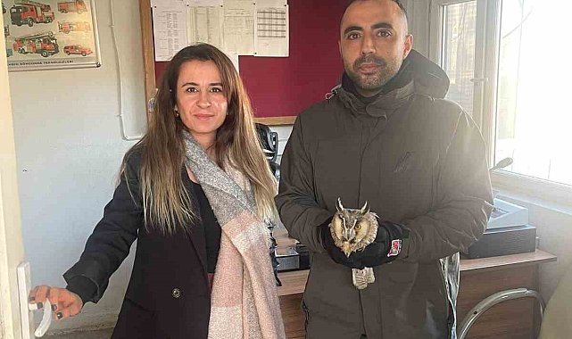 Şırnak'ta yaralı puhu kuşları tedavi altına alındı