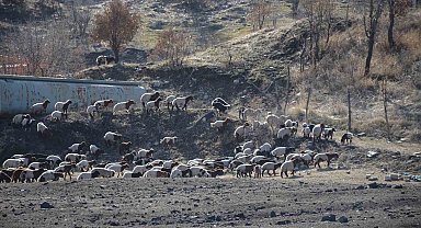Şırnaklı konargöçer besiciler bereketli bir dönem geçiriyor