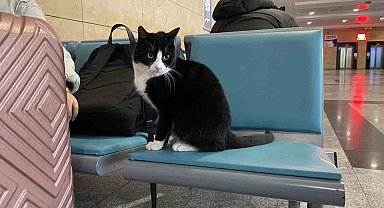 Soğuktan üşüyen hayvanlar ısınmak için tren garına sığındı