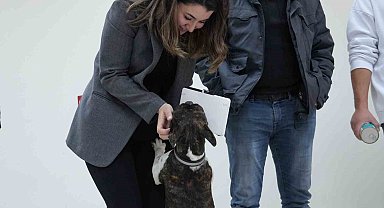 Sokak hayvanları yasaya uygun şekilde rehabilite edilecek