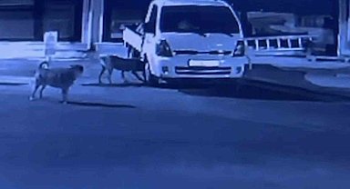 Sokak köpekleri park halindeki kamyoneti parçaladı: O anlar kamerada