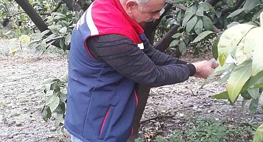 Söke'de zararlı sinek tuzakları kontrol edildi