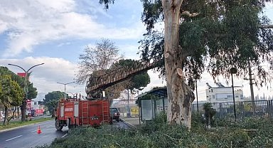 Sultanhisar'da belediye ekiplerinden yol ve ağaç budama çalışması