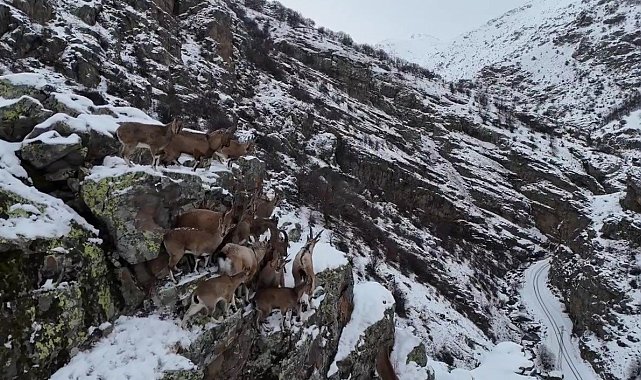 Sürü halinde gezen dağ keçileri Bayburt'ta drone kamerasıyla görüntülendi