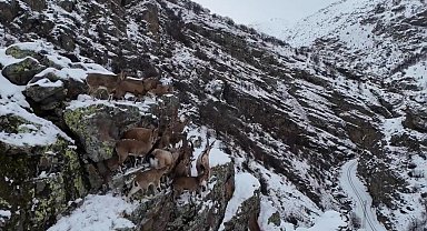 Sürü halinde gezen dağ keçileri Bayburt'ta drone kamerasıyla görüntülendi