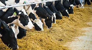 Tarımsal girdide hayvan yemi artışta
