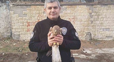 Tatvan'da yaralı şahin yavrusu bulundu