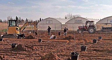 Tekirdağ'da 500 meyve fidanı toprakla buluşuyor