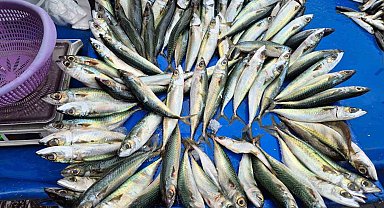 Tekirdağ'da uskumru, istavrit ve mezgidin kilosu 100 liradan satılıyor